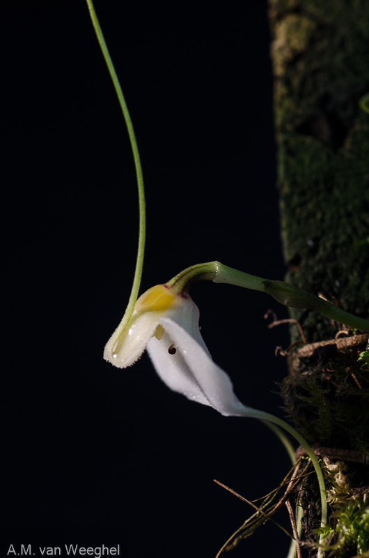 Masdevallia andreettana Masde220