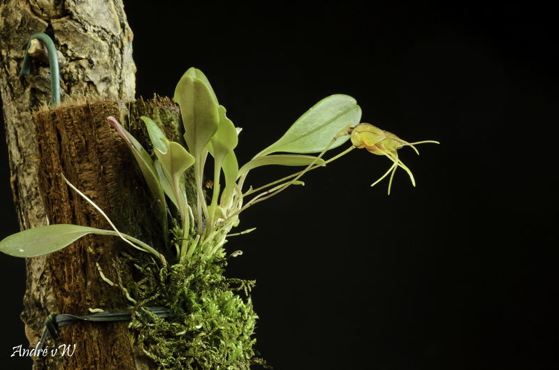 Masdevallia bucculenta Masde237