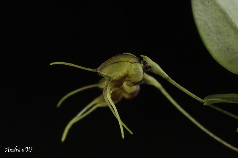 Masdevallia bucculenta Masde239