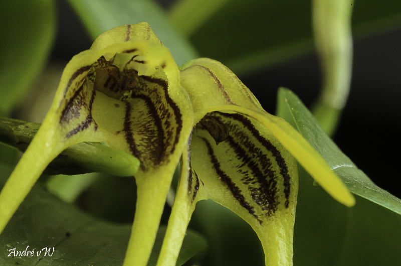 Masdevallia garciae Masde244