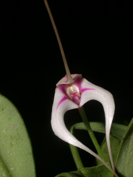 Masdevallia gilbertoi Masde287