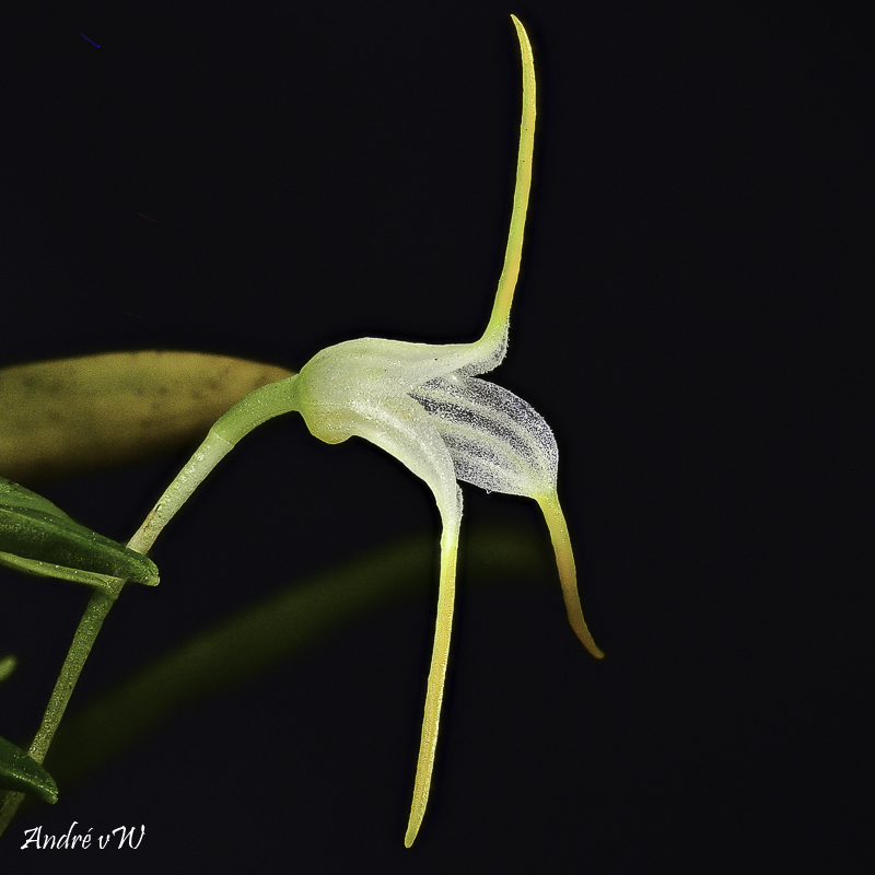 Masdevallia scabrilinguis Masde289