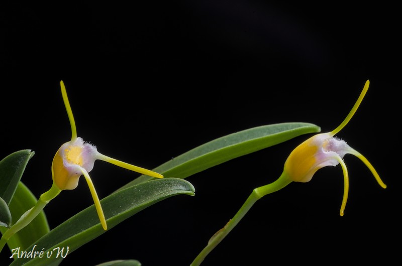 Masdevallia paivaeana Masde331