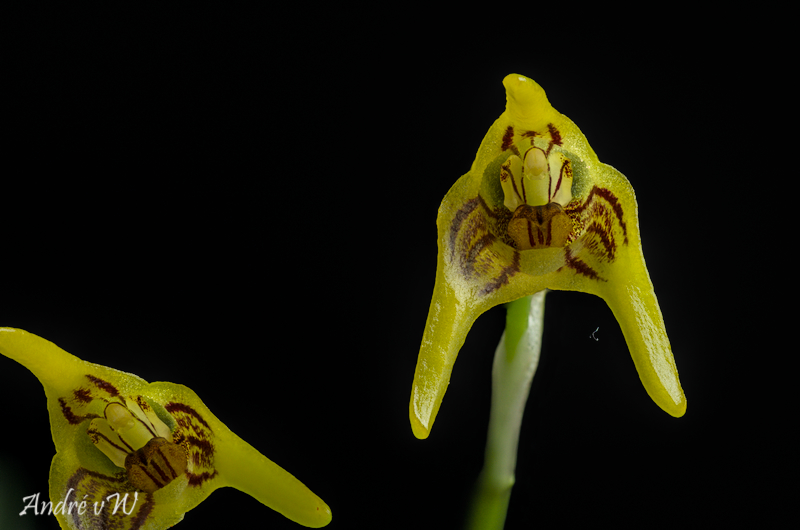 Masdevallia garciae Masde376