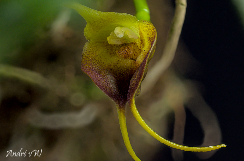 Masdevallia curtipes Masde378