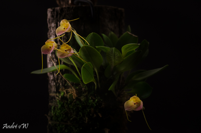 Masdevallia persicina Masdev46