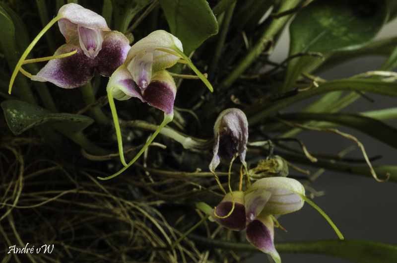 Miniatur-Orchideen Teil 6 - Seite 4 Orchid28