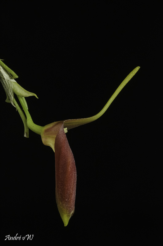 Masdevallia revoluta Orchid40