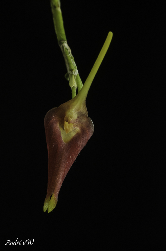 Masdevallia revoluta Orchid41