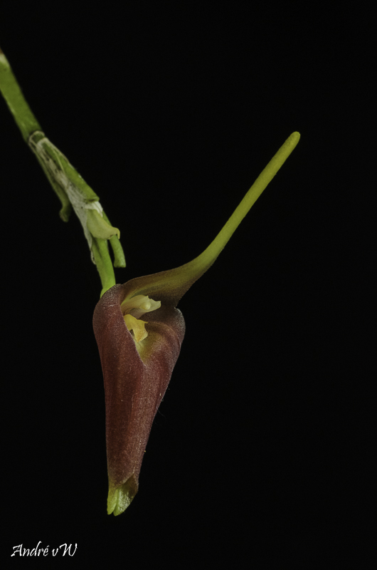 Masdevallia revoluta Orchid42