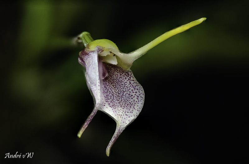Makrofotografie von Orchideenblüten, kurze allgemeine Anleitung Orchid45