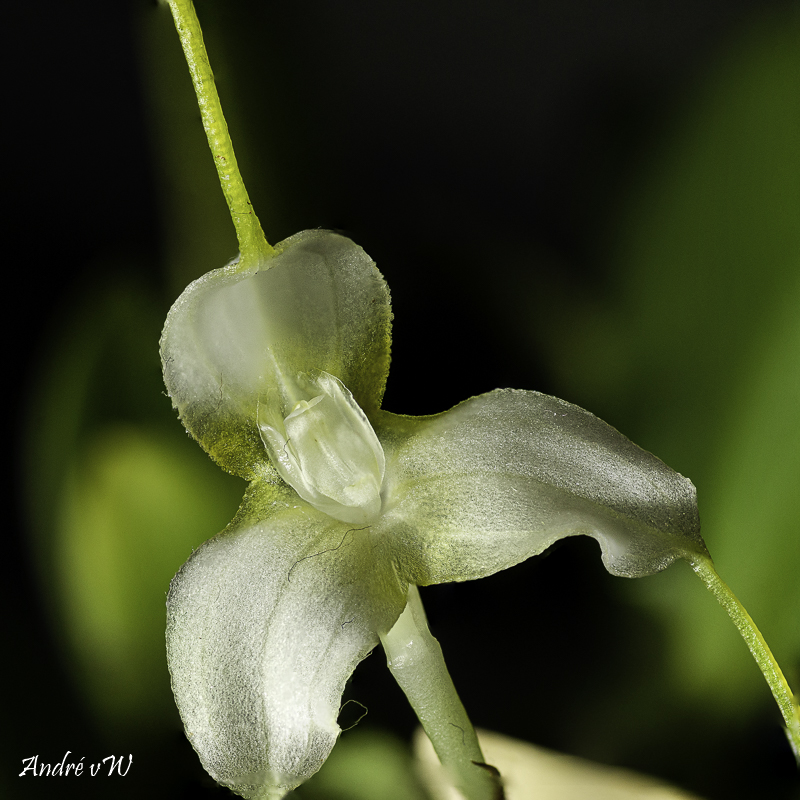 Makrofotografie von Orchideenblüten, kurze allgemeine Anleitung - Seite 2 Orchid50