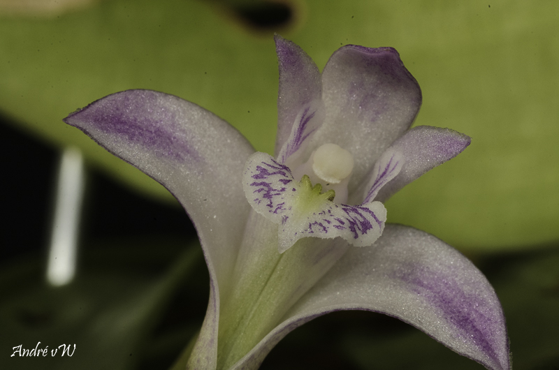 Makrofotografie von Orchideenblüten, kurze allgemeine Anleitung - Seite 2 Orchid51
