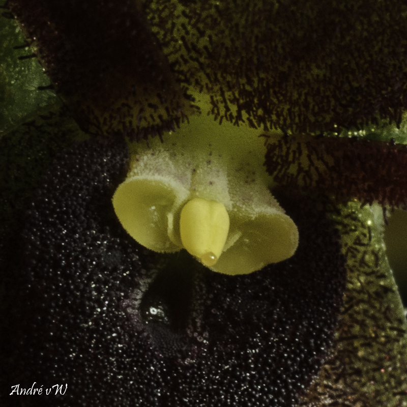 Miniatur-Orchideen Teil 6 Pleuro41