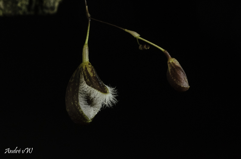 Pleurothallis cypripedioides Pleuro52