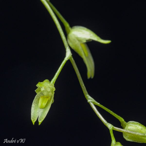 Pleurothallis viridiflora Pleuro59