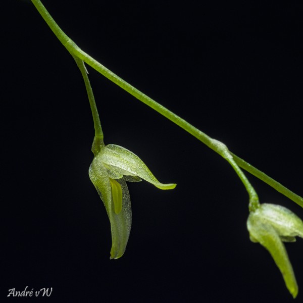 Pleurothallis viridiflora Pleuro60