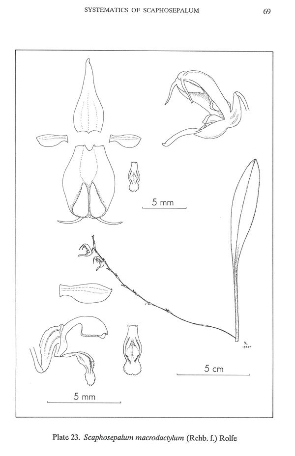 Scaphosepalum microdactylum Scapho17