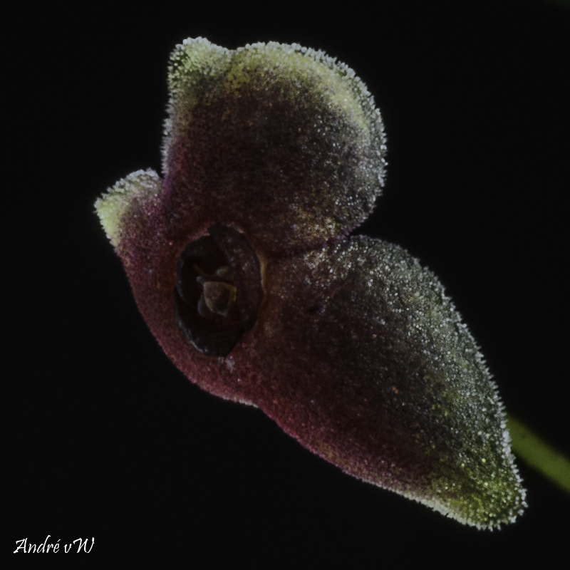 Makroaufnahmen von Miniaturorchideen Stelis39