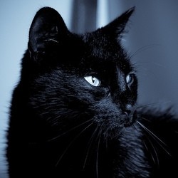 Le Chat Noir - Croyances, superstitions 110