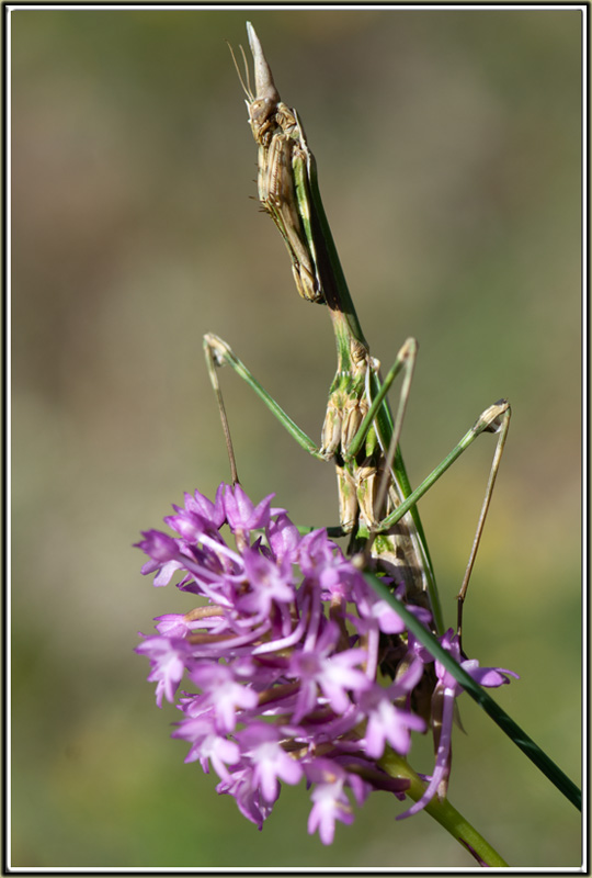 Anacamptis pyramidalis et quelques visiteurs 2019-016