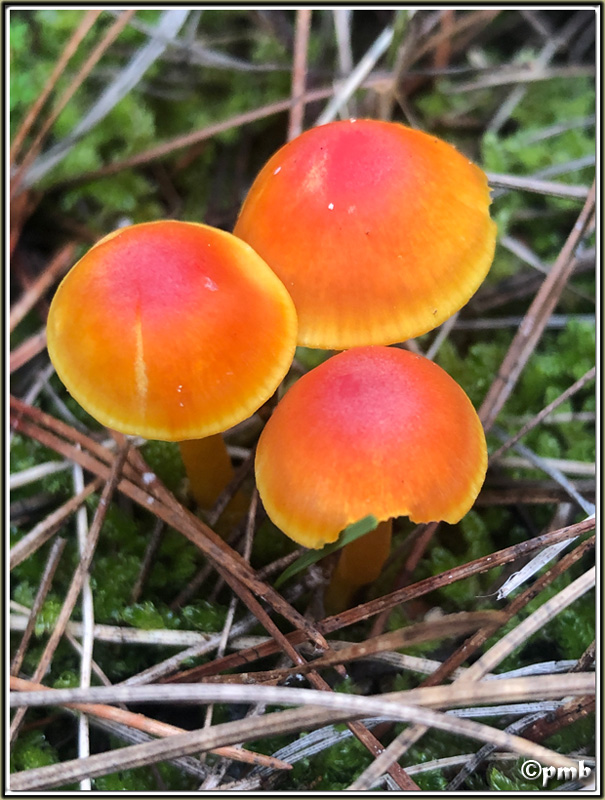 Activité préférée du confiné : la recherche des champignons 2020-387