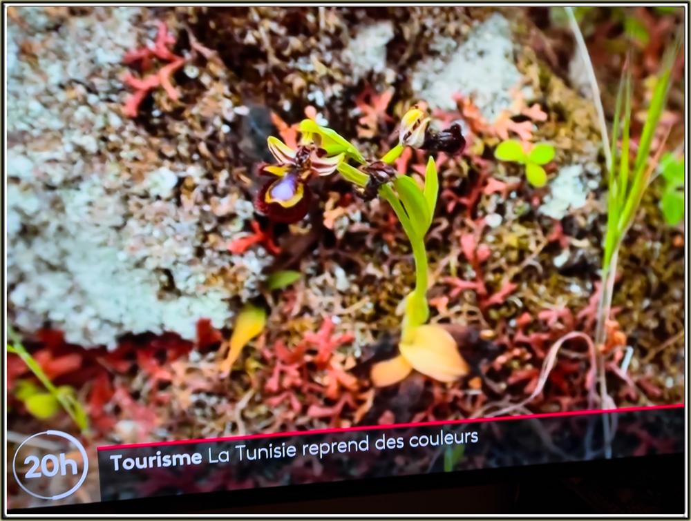 Une nouvelle station d'Ophrys speculum Opcili11