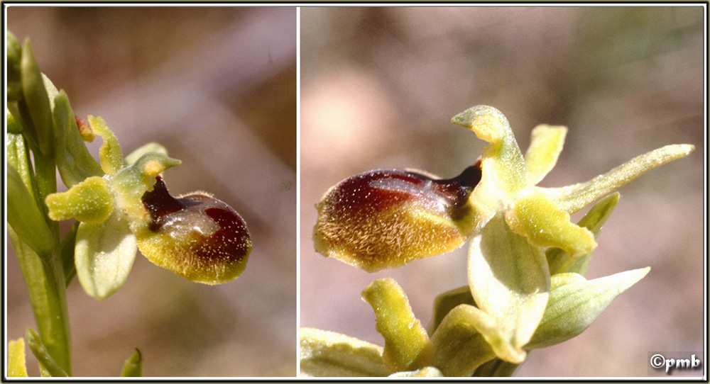 votre Plus joli Ophrys Araneola/litigiosa  Ophrys10