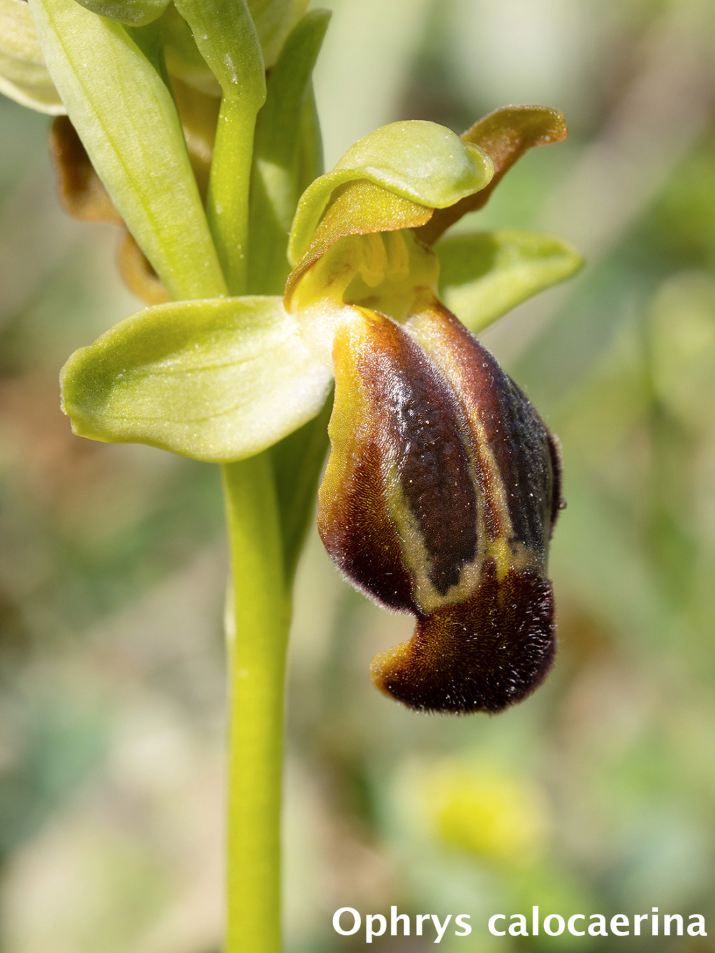 La SFO PACA en Sicile Ophrys32