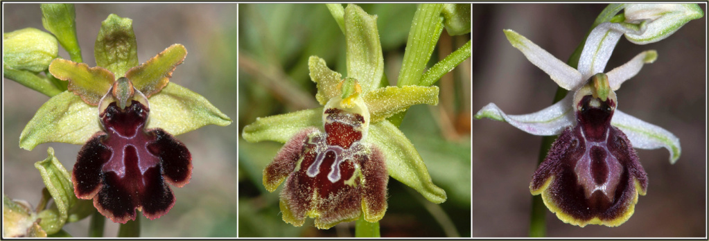 Mon hybride de Chadenède - Page 2 Ophrys37