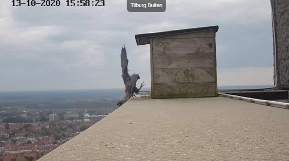 Tilburg Westpoint peregrines - Pagina 27 1310t110