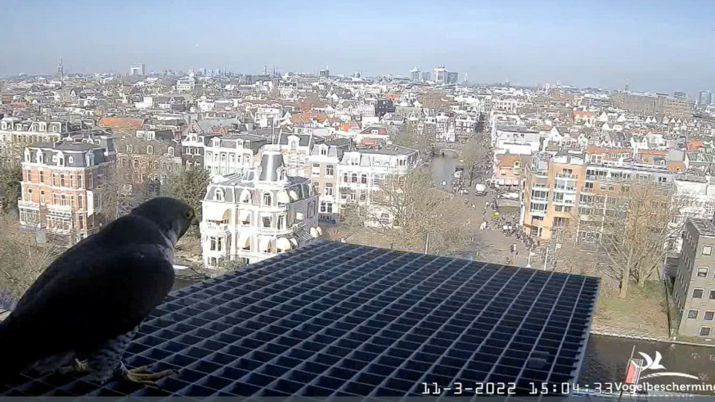 amsterdam - Amsterdam/Rijksmuseum screenshots © Beleef de Lente/Vogelbescherming Nederland 2022-307