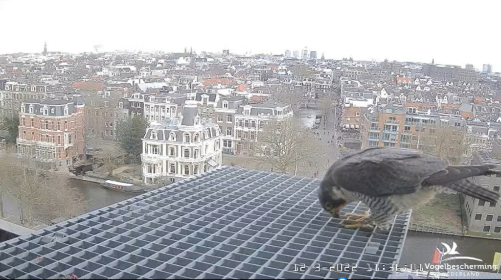 Amsterdam/Rijksmuseum screenshots © Beleef de Lente/Vogelbescherming Nederland - Pagina 2 2022-336