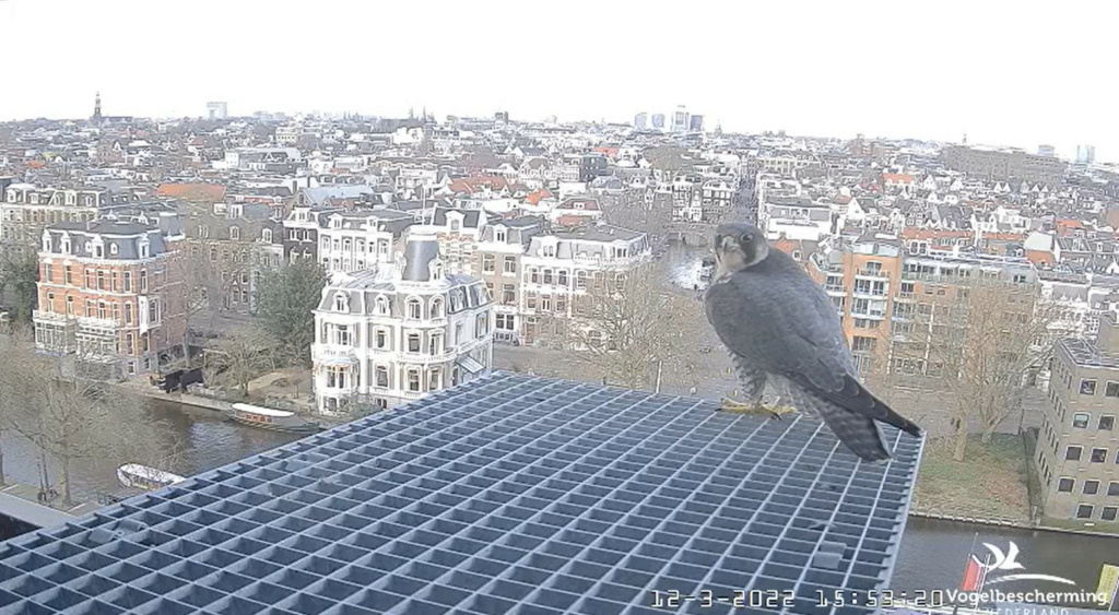 Amsterdam/Rijksmuseum screenshots © Beleef de Lente/Vogelbescherming Nederland - Pagina 2 2022-375