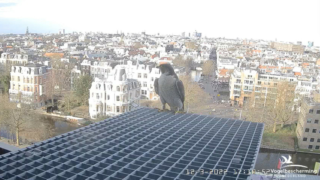Amsterdam/Rijksmuseum screenshots © Beleef de Lente/Vogelbescherming Nederland - Pagina 2 2022-377