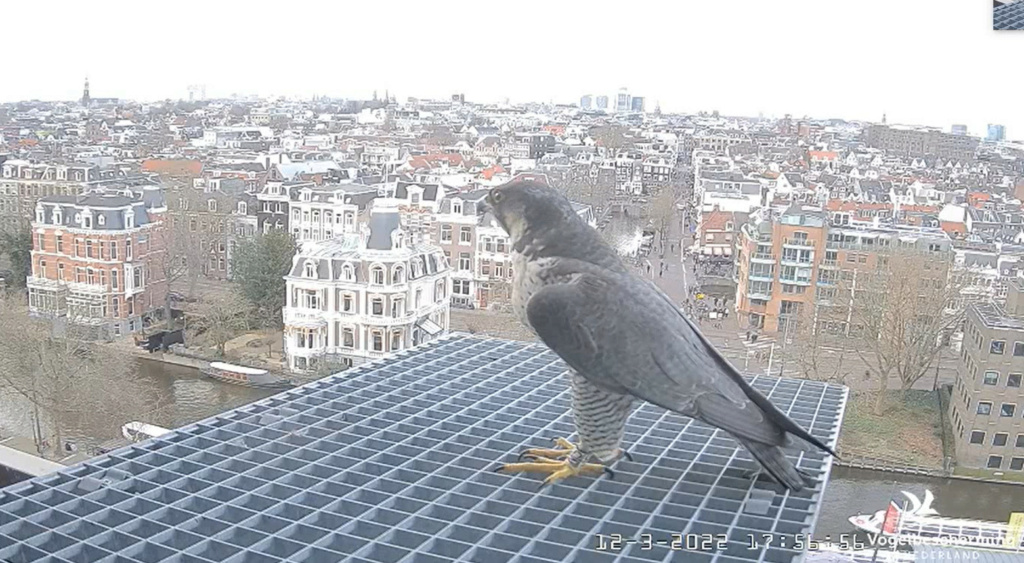 Amsterdam/Rijksmuseum screenshots © Beleef de Lente/Vogelbescherming Nederland - Pagina 2 2022-383