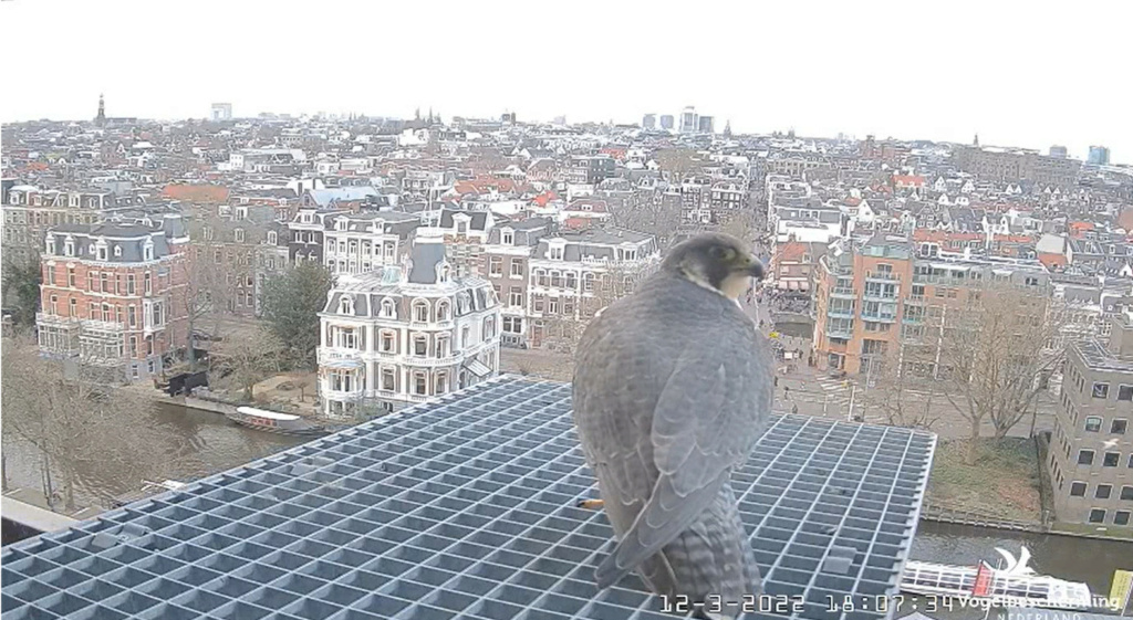 Amsterdam/Rijksmuseum screenshots © Beleef de Lente/Vogelbescherming Nederland - Pagina 2 2022-384