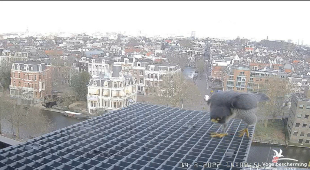 Amsterdam/Rijksmuseum screenshots © Beleef de Lente/Vogelbescherming Nederland - Pagina 3 2022-449