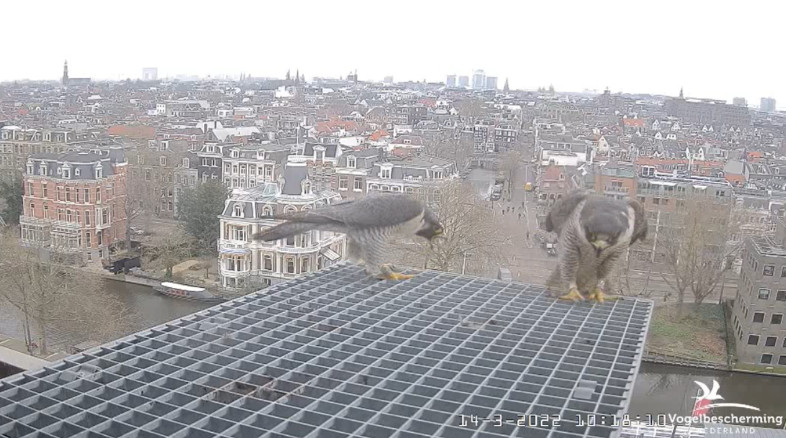 Amsterdam/Rijksmuseum screenshots © Beleef de Lente/Vogelbescherming Nederland - Pagina 3 2022-466