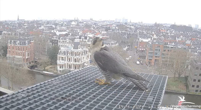 Amsterdam/Rijksmuseum screenshots © Beleef de Lente/Vogelbescherming Nederland - Pagina 3 2022-468