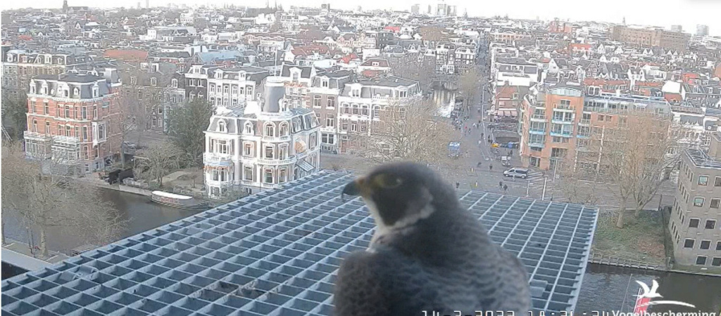 Amsterdam/Rijksmuseum screenshots © Beleef de Lente/Vogelbescherming Nederland - Pagina 3 2022-472
