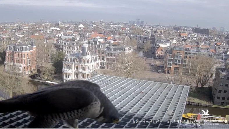 Amsterdam/Rijksmuseum screenshots © Beleef de Lente/Vogelbescherming Nederland - Pagina 3 2022-482