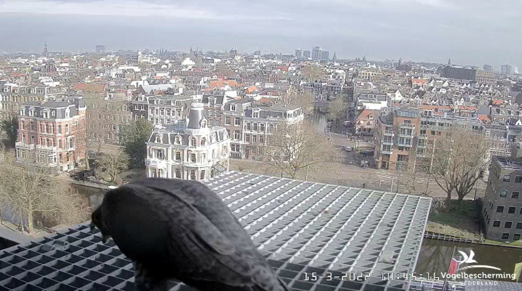 Amsterdam/Rijksmuseum screenshots © Beleef de Lente/Vogelbescherming Nederland - Pagina 3 2022-491