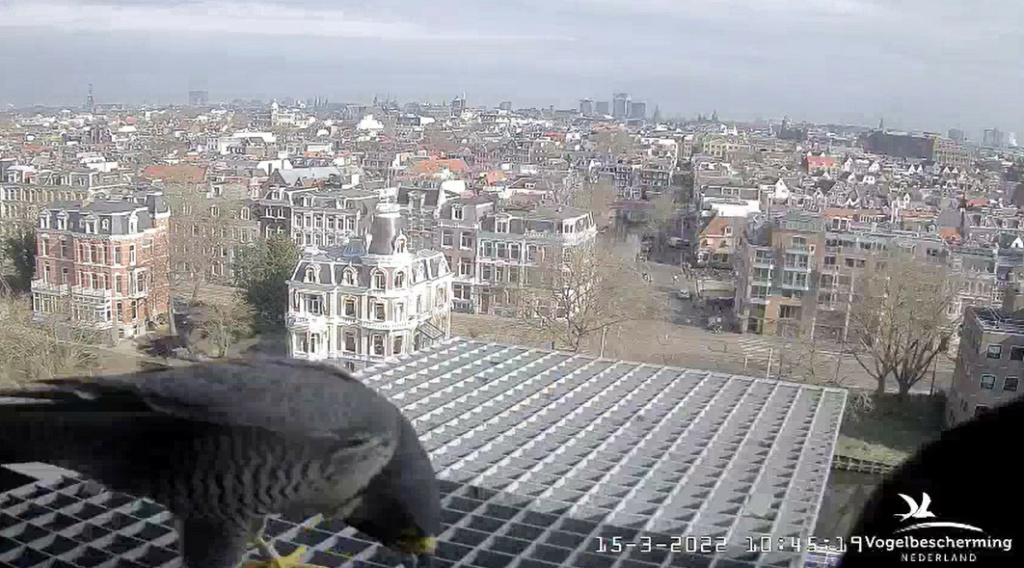 Amsterdam/Rijksmuseum screenshots © Beleef de Lente/Vogelbescherming Nederland - Pagina 3 2022-492