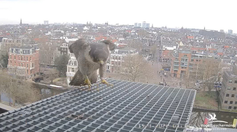 Amsterdam/Rijksmuseum screenshots © Beleef de Lente/Vogelbescherming Nederland - Pagina 3 2022-501