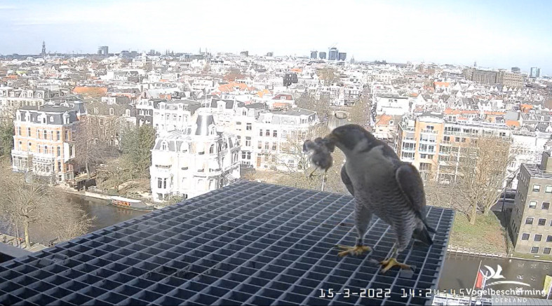 Amsterdam/Rijksmuseum screenshots © Beleef de Lente/Vogelbescherming Nederland - Pagina 3 2022-515