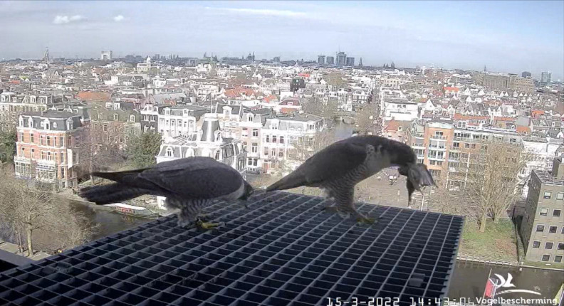 Amsterdam/Rijksmuseum screenshots © Beleef de Lente/Vogelbescherming Nederland - Pagina 4 2022-520