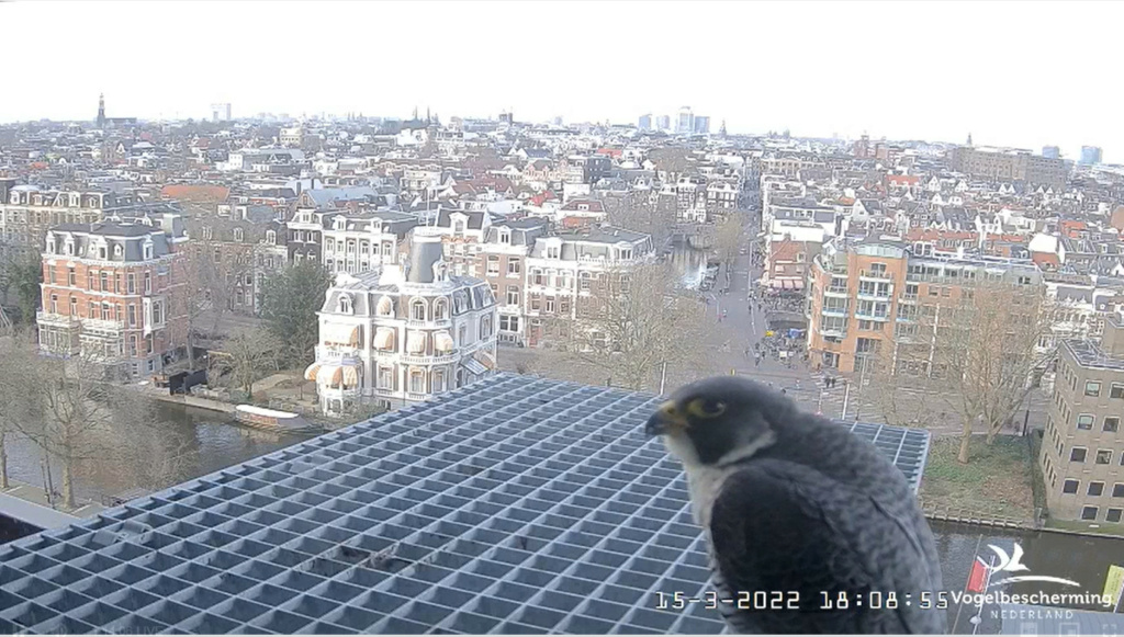 Amsterdam/Rijksmuseum screenshots © Beleef de Lente/Vogelbescherming Nederland - Pagina 4 2022-539