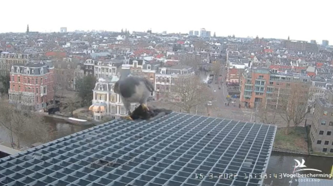 Amsterdam/Rijksmuseum screenshots © Beleef de Lente/Vogelbescherming Nederland - Pagina 4 2022-548