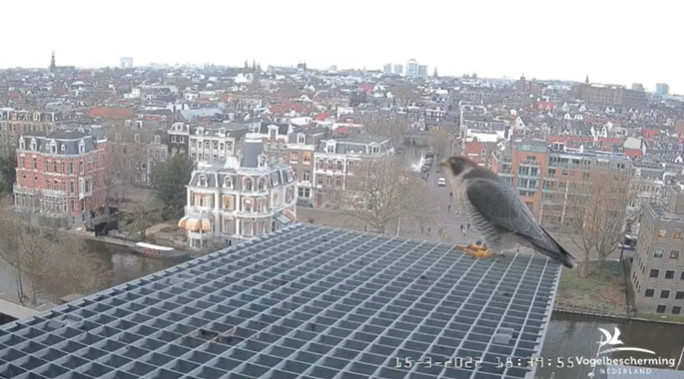 Amsterdam/Rijksmuseum screenshots © Beleef de Lente/Vogelbescherming Nederland - Pagina 4 2022-550